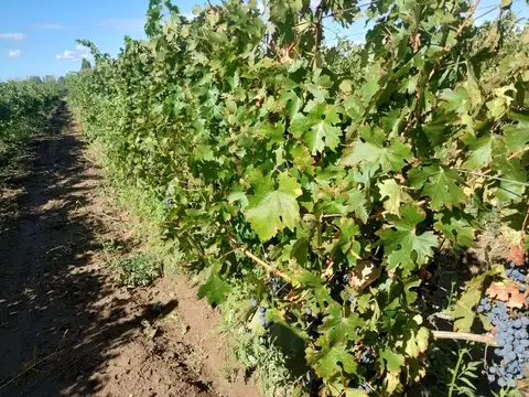 Finca en Venta en Ugarteche, Luján de Cuyo