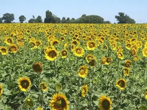 Campo  en Venta en Darragueira, Puán, Resto de la Provincia