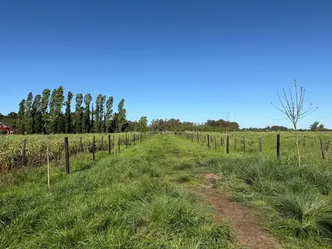 Venta - Campo 23 ha - con casco a metros de ruta 8 - bajada Gaynor - .