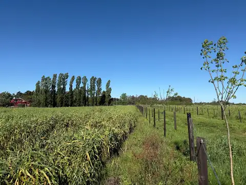 Venta - Campo 23 ha - con casco a metros de ruta 8 - bajada Gaynor -