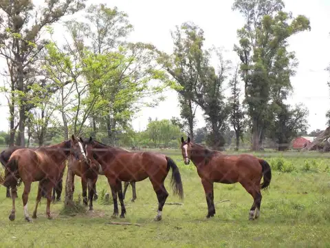 VENTA LOTE TRES PINOS GRAL RODRIGUEZ