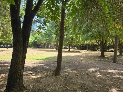 Terreno-Venta-Asfalto-Arboles-20 De Junio