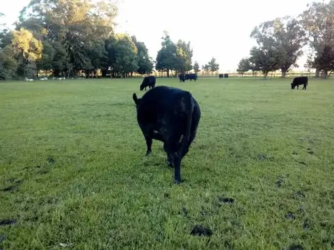 CAMPO DE 21has DE ALVAREZ JONTE, PUNTA INDIO
