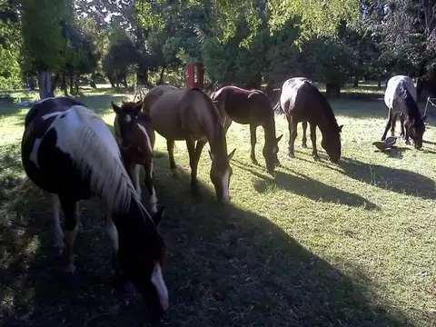 CAMPO DE 21has DE ALVAREZ JONTE, PUNTA INDIO