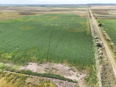 CAMPO MIXTO EN VENTA EN MADERO, PEHUAJÓ