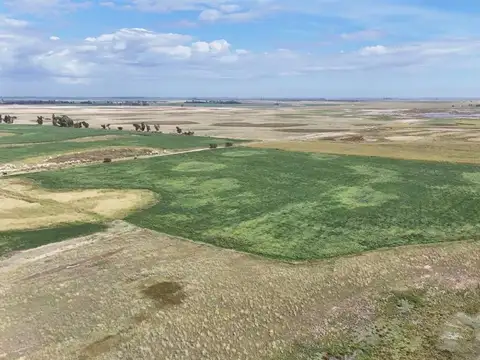 CAMPO MIXTO EN VENTA EN MADERO, PEHUAJÓ
