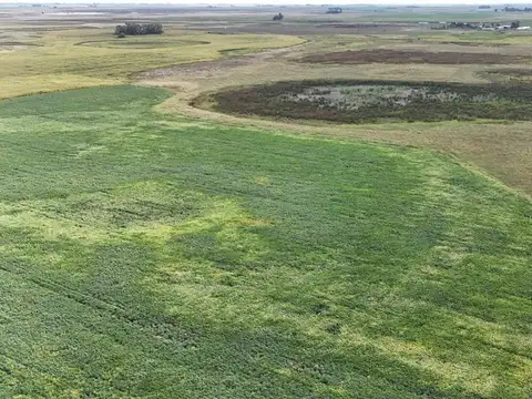CAMPO MIXTO EN VENTA EN MADERO, PEHUAJÓ
