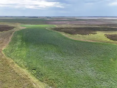 CAMPO MIXTO EN VENTA EN MADERO, PEHUAJÓ