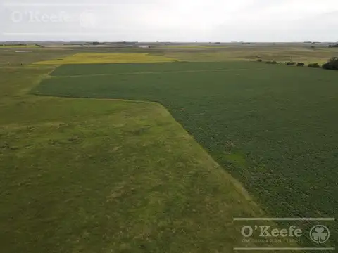 Campo en venta 360 Has en Bavio. Suelo 80 % agrícola.