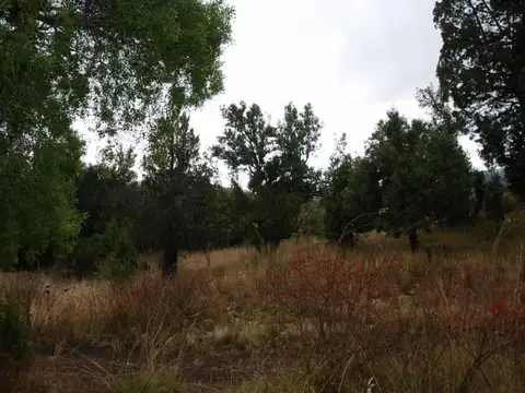 CALLEJON DE GINGIN 32 Hectáreas al 100