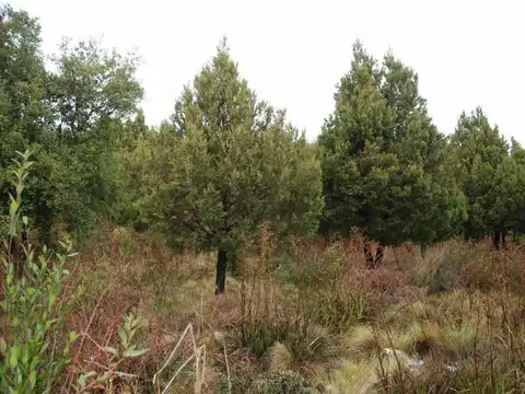 CALLEJON DE GINGIN 32 Hectáreas al 100