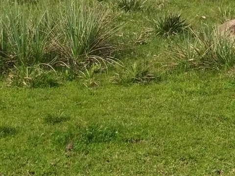 Chacra en venta de 10ha ubicado en San Carlos