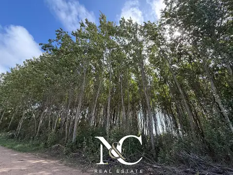 Terreno en  venta en Costa del Este, 13 x 37, 555 m2