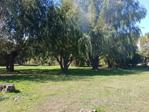 Araucano 6600