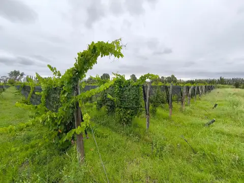 VENTA HERMOSA FINCA BOUTIQUE COLONIA ESPAÑOLA MDZ