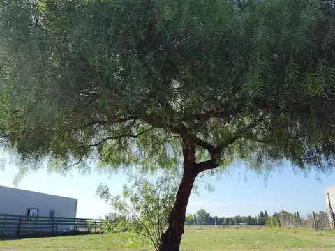 Terreno en Venta de 817,0 m2