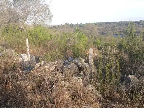 FLOR SERRANA