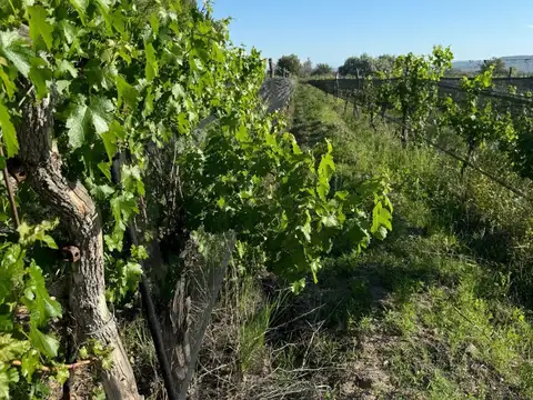 Finca - General Alvear