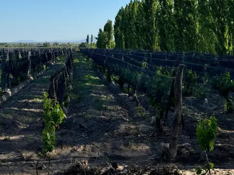 Finca - General Alvear