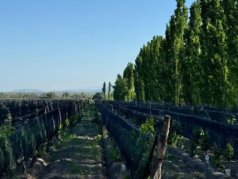 Finca - General Alvear