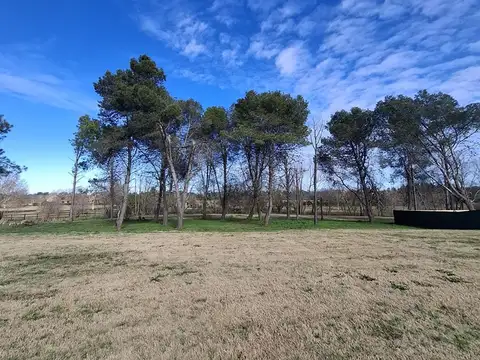 Milord - Pilará 100