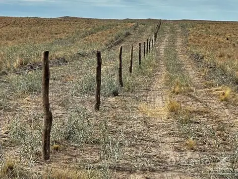 Venta 27.900  Has  ,GRAL ALVEAR MENDOZA  Armadas para Cria y recria  para 2000 animales