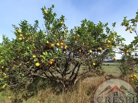 CAMPO 50 HAS + LUZ + AGUA