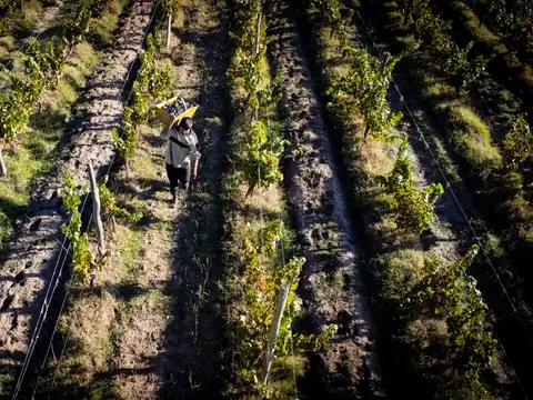 Venta Finca 11 hcts, 1ra zona La Consulta, Mendoza