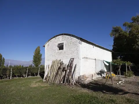 Venta Finca 11 hcts, 1ra zona La Consulta, Mendoza