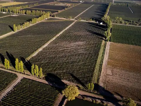 Venta Finca 11 hcts, 1ra zona La Consulta, Mendoza