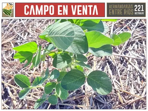 Venta Campo 221 Ha Hernandarias Entre Ríos Agrícola 76% Aptitud