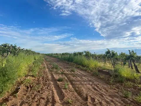 finca en produccion viñedos chapanay  