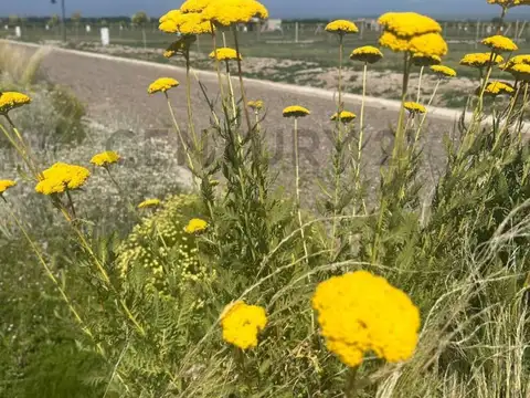 Terreno en Venta en Tupungato, USD 40.000