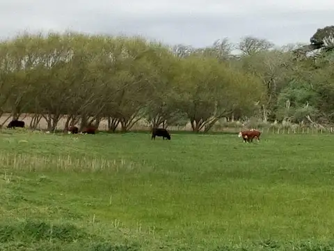 Campo 75 hectáreas agrícolas con infraestructura, Cte. N. Otamendi