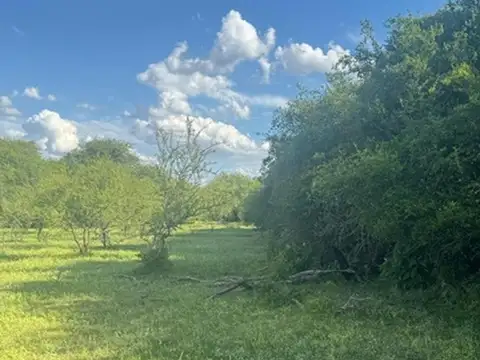 Campo 110 hectareas Mixto Sauce Corrientes