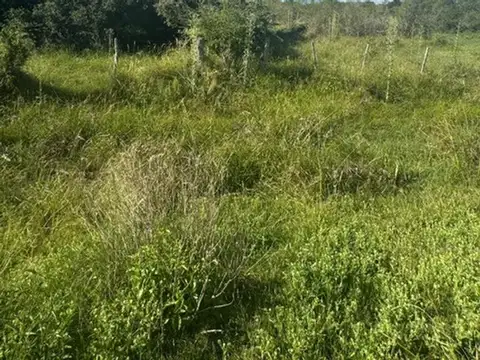 Campo 121 hectareas Mixto Sauce Corrientes