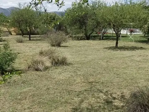 Los Tulipanes 100