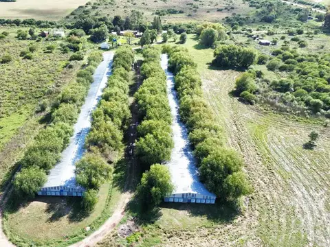 Vendo Granja Avicola en Concepción Del Uruguay, Entre Ríos.