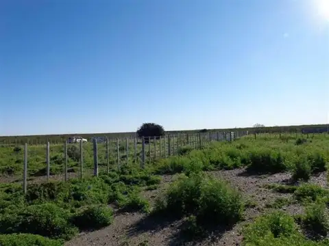 Casa Campo  en Venta en Gobernador Duval, Curaco, La Pampa - BLA5682_LP573154_3