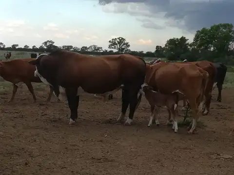 Campo de 2.672 Hectáreas en Pinto, Santiago del Estero