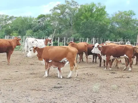 Campo en Venta en Pinto - Villa General Mitre, Aguirre