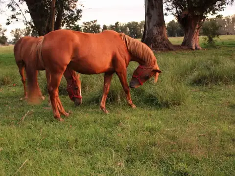 Terreno en Venta de 1500,0 m2