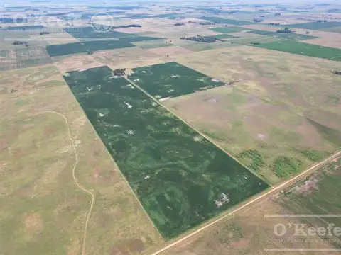 Campo mixto de 246 has en Saladillo