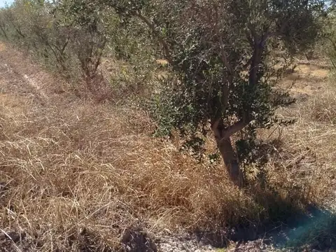 FINCA OLIVICOLA 5,8 HRAS. A LA VENTA EN LAVALLE
