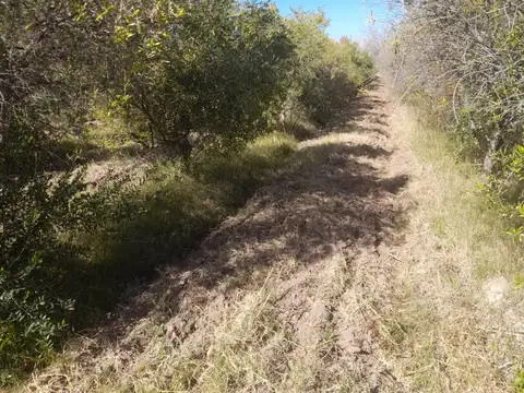 FINCA OLIVICOLA 5,8 HRAS. A LA VENTA EN LAVALLE