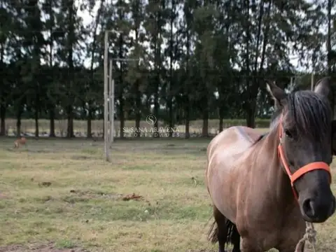 CAMPO VENTA EXALTACION DE LA CRUZ .. 100