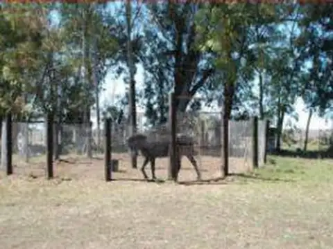 Venta de Campo, Ciudad de Oriente, Coronel Dorrego