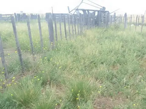 Campo - Viedma
