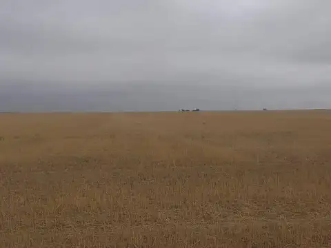 VIEDMA