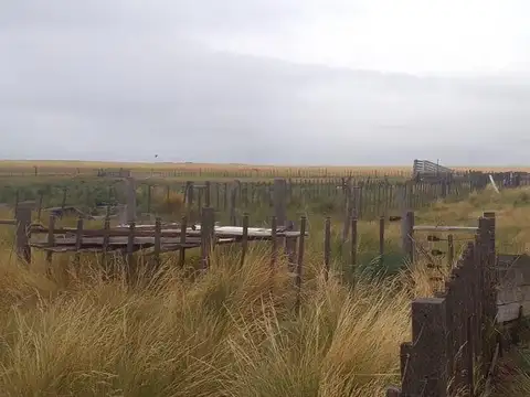 Campo - Viedma
